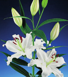 formosabulbs_lily Nashville