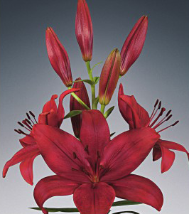 formosabulbs_lily Nashville