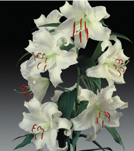 formosabulbs_lily Nashville