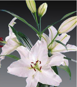 formosabulbs_lily Nashville