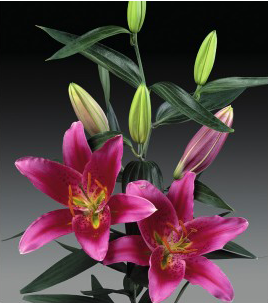formosabulbs_lily Nashville