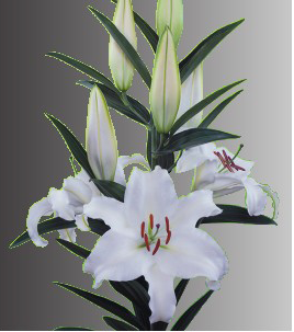 formosabulbs_lily Nashville