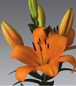 formosabulbs_lily Nashville