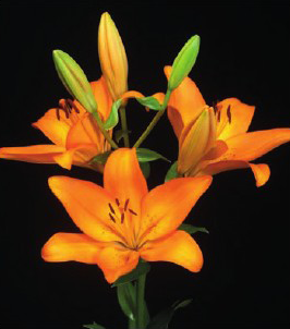 formosabulbs_lily Nashville