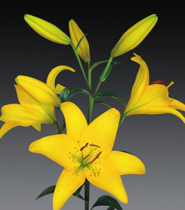 formosabulbs_lily Nashville