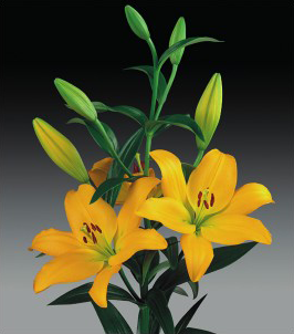 formosabulbs_lily Nashville