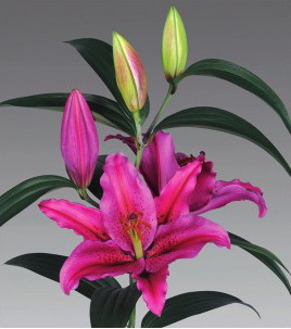 formosabulbs_lily Nashville