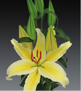 formosabulbs_lily Nashville