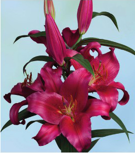 formosabulbs_lily Nashville