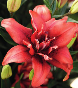 formosabulbs_lily Nashville