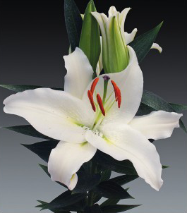formosabulbs_lily Nashville
