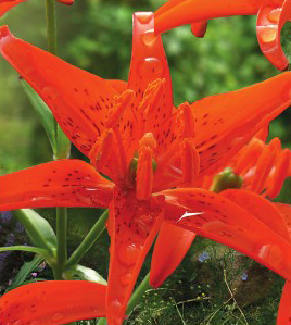 formosabulbs_lily Nashville