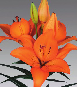 formosabulbs_lily Nashville