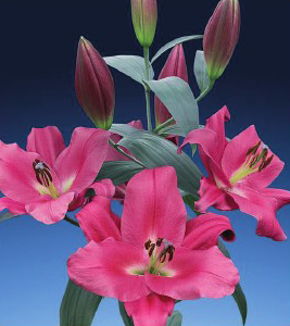formosabulbs_lily Nashville