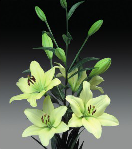 formosabulbs_lily Nashville