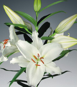 formosabulbs_lily Nashville