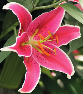 formosabulbs_lily Nashville