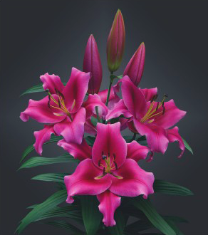 formosabulbs_lily Nashville