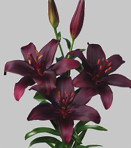 formosabulbs_lily Nashville