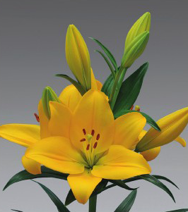 formosabulbs_lily Nashville