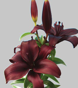 formosabulbs_lily Nashville