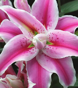 formosabulbs_lily Nashville