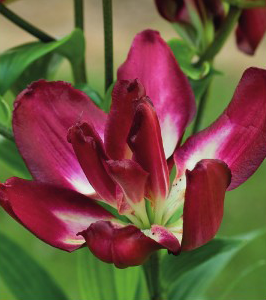formosabulbs_lily Nashville