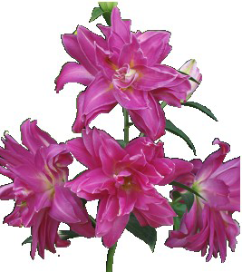 formosabulbs_lily Nashville