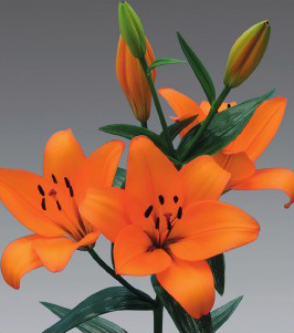 formosabulbs_lily Nashville