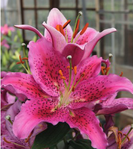formosabulbs_lily Nashville