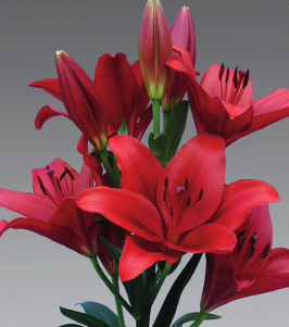 formosabulbs_lily Nashville