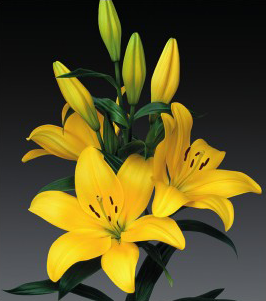 formosabulbs_lily Nashville