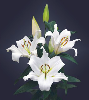 formosabulbs_lily Nashville