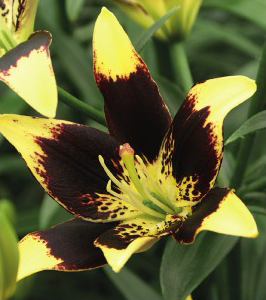 formosabulbs_lily Nashville