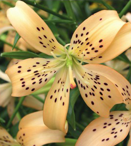 formosabulbs_lily Nashville