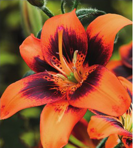 formosabulbs_lily Nashville