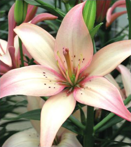 formosabulbs_lily Nashville