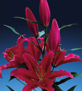 formosabulbs_lily Nashville