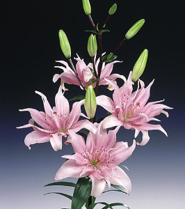 formosabulbs_lily Nashville