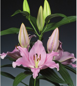 formosabulbs_lily Nashville