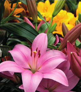 formosabulbs_lily Nashville