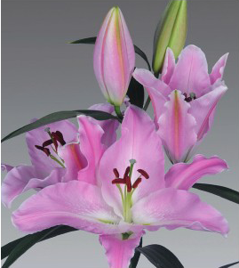 formosabulbs_lily Nashville