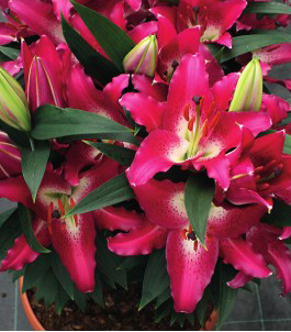formosabulbs_lily Nashville