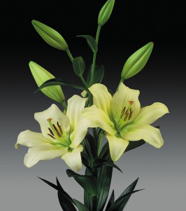 formosabulbs_lily Nashville