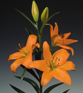 formosabulbs_lily Nashville