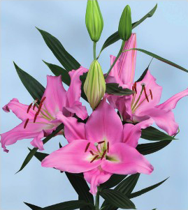 formosabulbs_lily Nashville