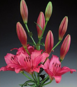 formosabulbs_lily Nashville