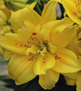 formosabulbs_lily Nashville
