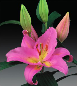 formosabulbs_lily Nashville