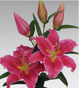 formosabulbs_lily Nashville
